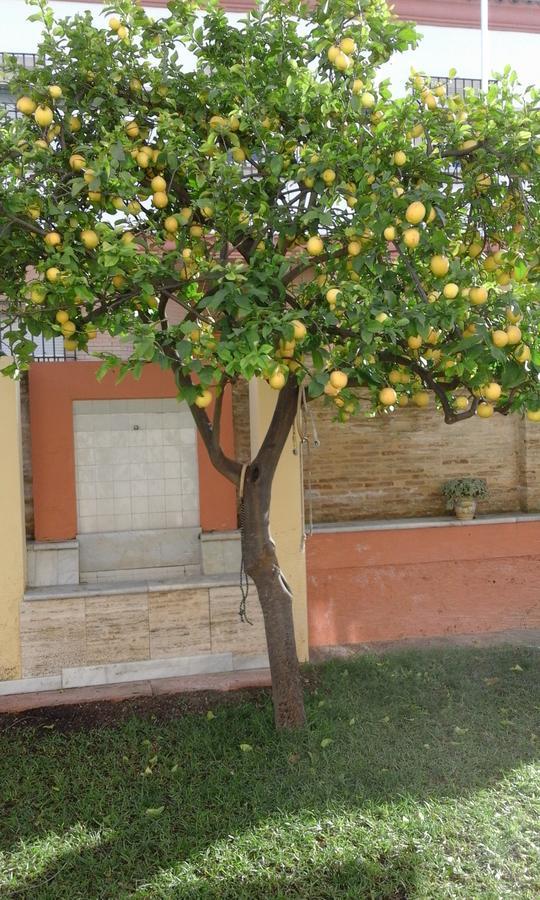 Lemon Garden Séville